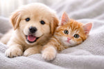 Complete Dog & Cat Vaccination Schedule in the UAE (2026 Guide)