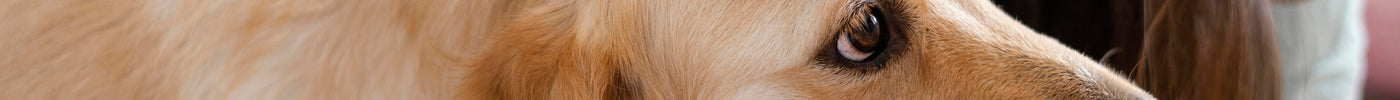 10 Common Dog & Cat Diseases Every UAE Pet Owner Should Know