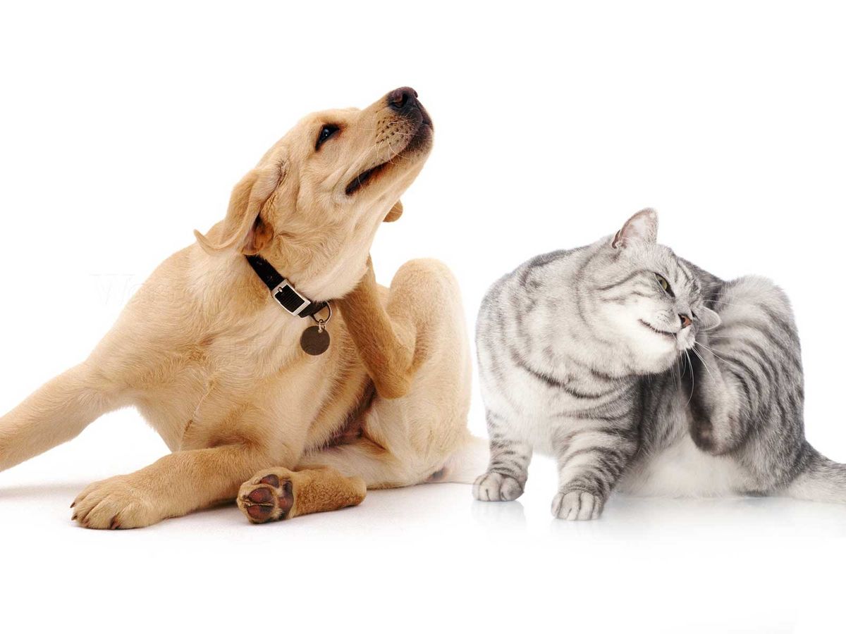 Why Is My Dog or Cat Itching? Common Skin Allergies and Treatments in the UAE