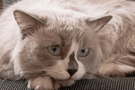 Cat Parvovirus (Feline Panleukopenia) UAE | Symptoms & Treatment