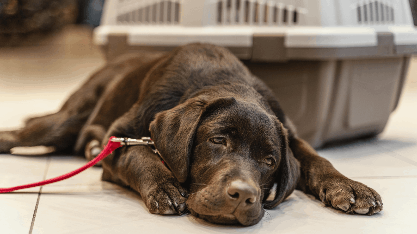 Kennel Cough in Dogs UAE | Symptoms & Treatment