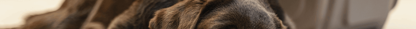 Kennel Cough in Dogs UAE | Symptoms & Treatment