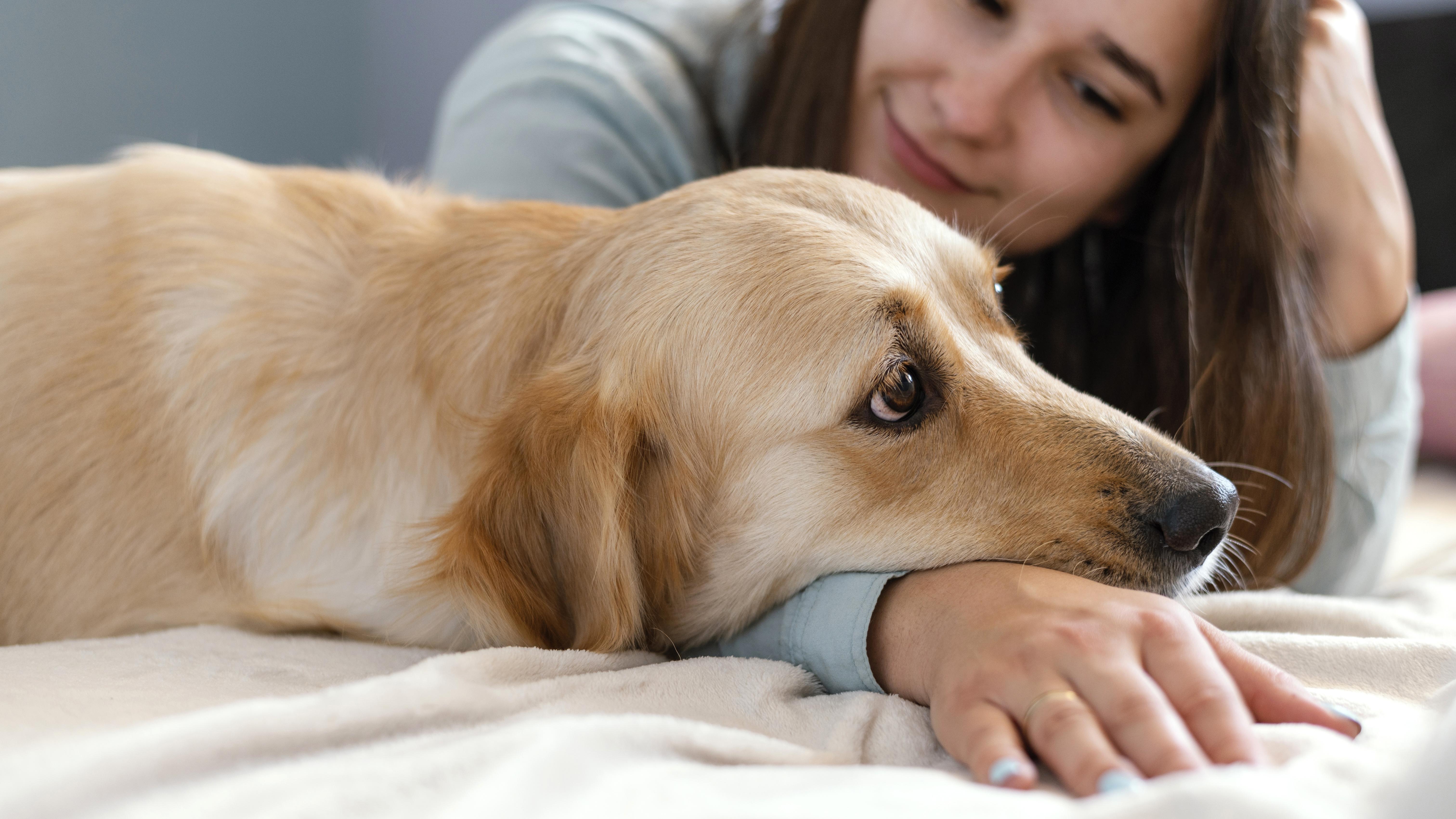 10 Common Dog &amp; Cat Diseases Every UAE Pet Owner Should Know