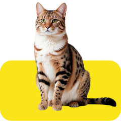 Collection image for: Dry Cat Food