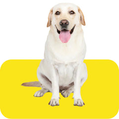 Collection image for: Dry Dog Food