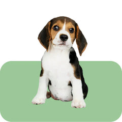 Collection image for: Puppy Food