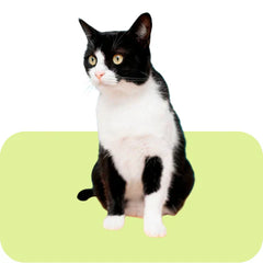 Collection image for: Wet Cat Food