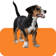 Collection image for: Wet Dog Food