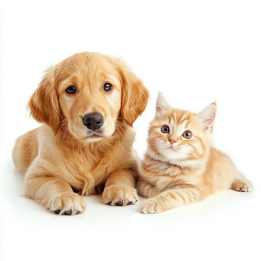 <h1>Because Every Pet Deserves the Best Care<br/><br/></h1>