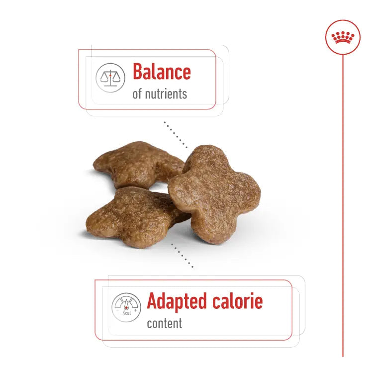 Royal Canin Size Health Nutrition Mini Adult Dog 8+ 2 KG Royal Canin